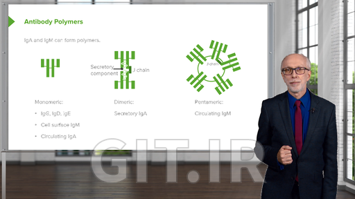 Humoral Immunity and Cell-mediated Immunity