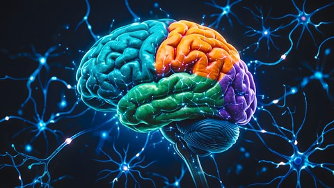 Neuroanatomy in 60 Minutes: Rapid Revision for Medical Exams