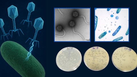 Bacteriophage Therapy Unleashed: From Theory to Lab Practice