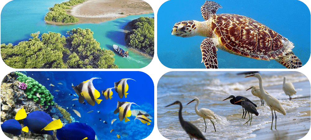 Marine Ecosystem