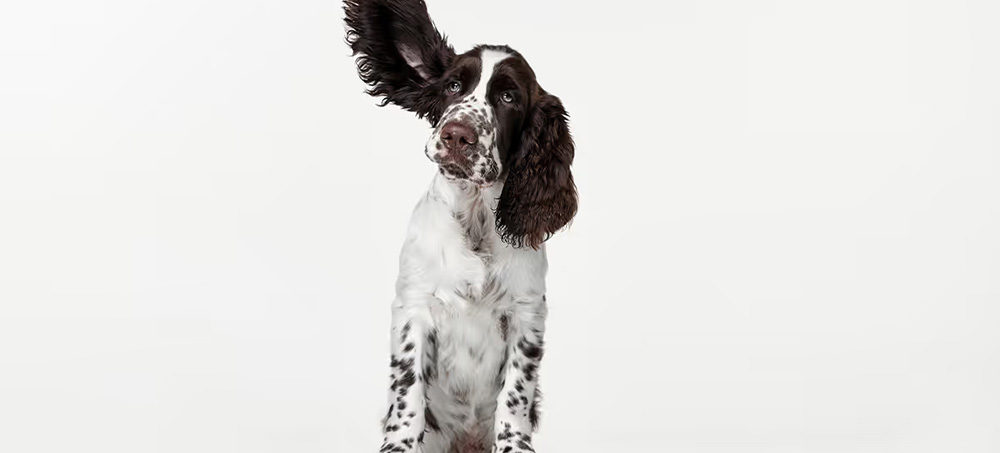 The Power of Active Listening at Work by Amy Gallo